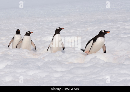 Pinguino di Gentoo Foto Stock