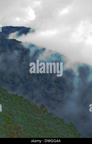 Primary Cloud Forest. Parques Nacional Chirripo. Cerro Chirripo 3800m. Limon. A sud-ovest. Costa Rica. America centrale. Foto Stock