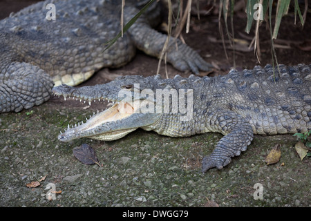 Coccodrillo americano (Crocodylus acutus). Aprire le ganasce. Comportamento Ectothermic. La termoregolazione. Foto Stock