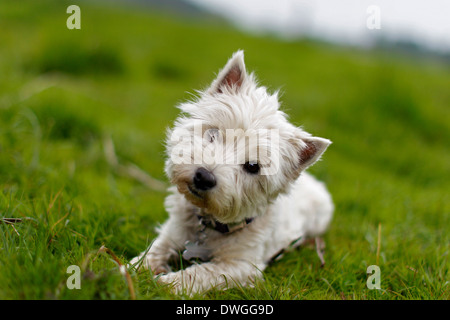 White westland terrier cane inclinando la testa Foto Stock