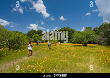 Prato di fiori selvaggi, prevalentemente Florida Tickseed (Coreopsis floridana), Stato Myakka River Park, Florida, Stati Uniti d'America. Maggio Foto Stock