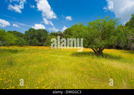 Prato di fiori selvaggi, prevalentemente Florida Tickseed (Coreopsis floridana), Stato Myakka River Park, Florida, Stati Uniti d'America. Maggio Foto Stock