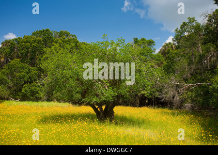 Prato di fiori selvaggi, prevalentemente Florida Tickseed (Coreopsis floridana), Stato Myakka River Park, Florida, Stati Uniti d'America. Maggio Foto Stock