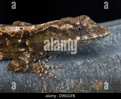 ANOLE marrone (Anolis sagrei) sulla plastica spazzatura, Fort Myers, Florida, Stati Uniti d'America. Specie introdotte. Foto Stock