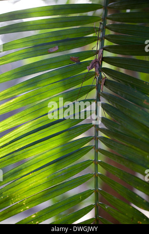 Fogliame sullo sfondo. Di foglie di palma (Arecaceae ). Foto Stock