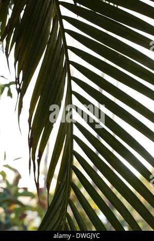 Fogliame sullo sfondo. Di foglie di palma (Arecaceae ). Foto Stock