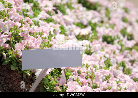 Giardino di fiori rosa chiaro e Petunia etichetta a mostrato. Foto Stock