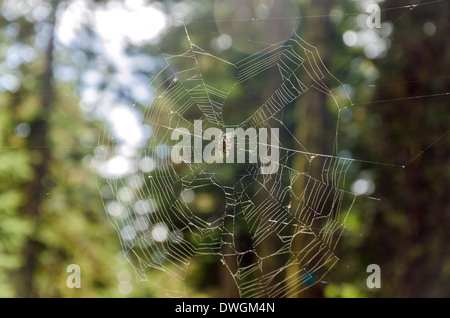 Crociera su di una ragnatela in una foresta Foto Stock