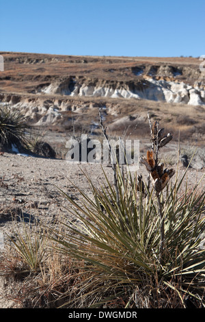 Pianta di Yucca che mostra i seedpods aperti vicino a badlands zona del Paint Mines Interpretive Park, Calhan, Colorado, USA Foto Stock