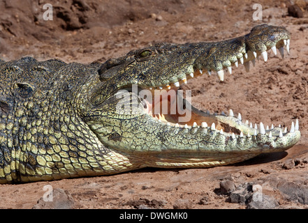 Coccodrillo del Nilo (Crocodylus niloticus) riscaldare al sole nel Chobe National Park in Botswana Foto Stock