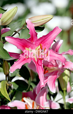 Il paesaggio del giglio colore rosa nel giardino. Foto Stock