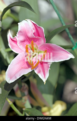 Il paesaggio del giglio colore rosa nel giardino. Foto Stock