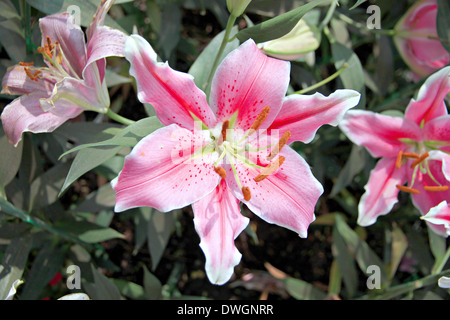 Il paesaggio del giglio colore rosa nel giardino. Foto Stock