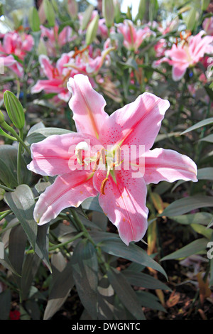 Il paesaggio del giglio colore rosa nel giardino. Foto Stock