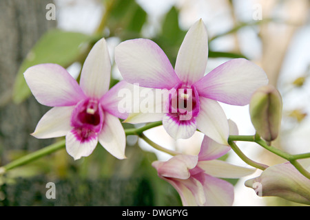 White Orchid su albero nel giardino fiorito. Foto Stock