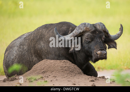 Vecchio African Buffalo bull (Syncerus caffer) guardando la fotocamera Foto Stock