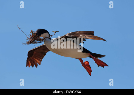 Shag imperiale Foto Stock