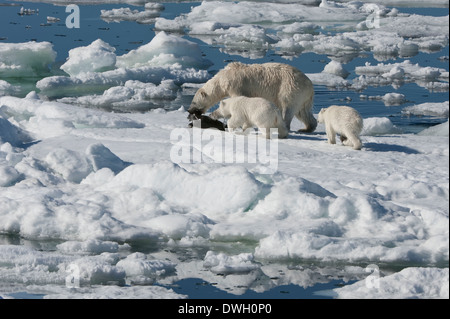 Orso polare Foto Stock