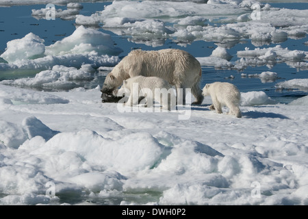 Orso polare Foto Stock