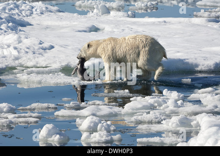 Orso polare Foto Stock