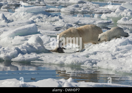 Orso polare Foto Stock