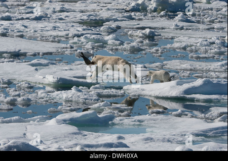 Orso polare Foto Stock