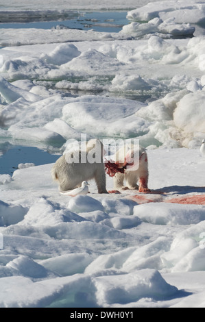 Orso polare Foto Stock