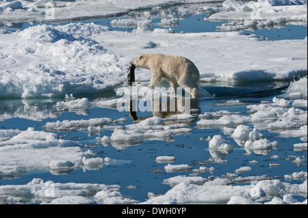 Orso polare Foto Stock