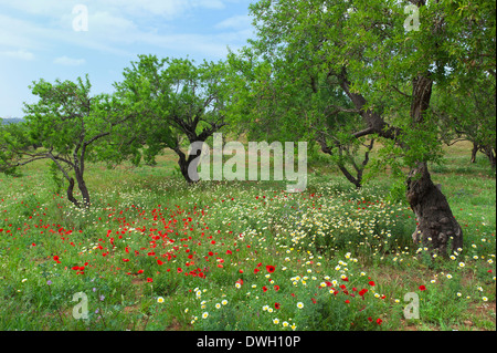 Alberi di mandorle, Portimao Foto Stock