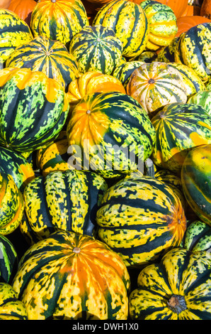 Zucca Foto Stock