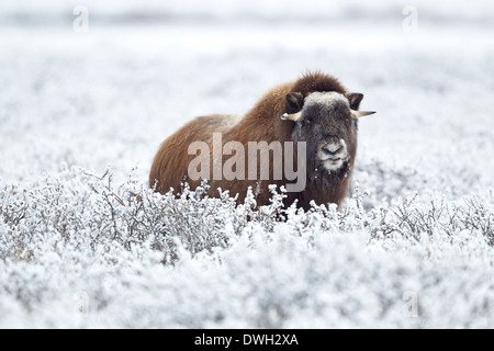 Buoi muschiati Ovibus moschatus pascolano sulla tundra nei pressi di Prudhoe Bay in Alaska, nel mese di ottobre. Foto Stock