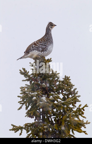 Sharp-tailed grouse Tympanuchus phasianellus, arroccato in treetop lungo la Dalton Highway, Alaska nel mese di ottobre. Foto Stock