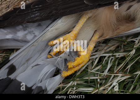 Artigli di un comune morto il gheppio (Falco tinnunculus). Foto Stock