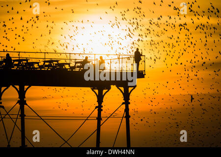 Aberystwyth, Wales, Regno Unito. 8 marzo 2014. Stormi di storni volare a roost in ghisa gambe del lungomare vittoriano pier a Aberystwyth sulla West Wales coast UK. Alla fine di un giorno caldo e soleggiato, con temperature che nel Regno Unito il raggiungimento 18C, le persone alla fine del molo Godetevi il tramonto su Cardigan Bay e il murmuration degli uccelli Photo credit: Keith morris/Alamy Live News Foto Stock