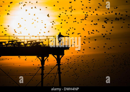 Aberystwyth, Wales, Regno Unito. 8 marzo 2014. Stormi di storni volare a roost in ghisa gambe del lungomare vittoriano pier a Aberystwyth sulla West Wales coast UK. Alla fine di un giorno caldo e soleggiato, con temperature che nel Regno Unito il raggiungimento 18C, le persone alla fine del molo Godetevi il tramonto su Cardigan Bay e il murmuration degli uccelli Photo credit: Keith morris/Alamy Live News Foto Stock