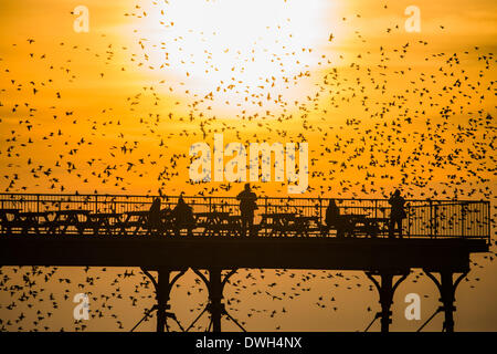 Aberystwyth, Wales, Regno Unito. 8 marzo 2014. Stormi di storni volare a roost in ghisa gambe del lungomare vittoriano pier a Aberystwyth sulla West Wales coast UK. Alla fine di un giorno caldo e soleggiato, con temperature che nel Regno Unito il raggiungimento 18C, le persone alla fine del molo Godetevi il tramonto su Cardigan Bay e il murmuration degli uccelli Photo credit: Keith morris/Alamy Live News Foto Stock