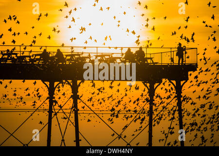 Aberystwyth, Wales, Regno Unito. 8 marzo 2014. Stormi di storni volare a roost in ghisa gambe del lungomare vittoriano pier a Aberystwyth sulla West Wales coast UK. Alla fine di un giorno caldo e soleggiato, con temperature che nel Regno Unito il raggiungimento 18C, le persone alla fine del molo Godetevi il tramonto su Cardigan Bay e il murmuration degli uccelli Photo credit: Keith morris/Alamy Live News Foto Stock