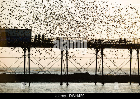 Aberystwyth, Wales, Regno Unito. 8 marzo 2014. Stormi di storni volare a roost in ghisa gambe del lungomare vittoriano pier a Aberystwyth sulla West Wales coast UK. Alla fine di un giorno caldo e soleggiato, con temperature che nel Regno Unito il raggiungimento 18C, le persone alla fine del molo Godetevi il tramonto su Cardigan Bay e il murmuration degli uccelli Photo credit: Keith morris/Alamy Live News Foto Stock