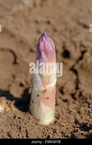 Asparago (Asparagus officinalis), Nord Reno-Westfalia, Germania Foto Stock