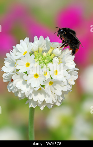 Red-tailed Bumblebee (Bombus lapidarius) su Himalayan Primrose o coscia Primula (Primula denticulata), Germania Foto Stock