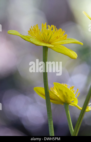 Marsh calendula (Caltha palustris) fioritura di fronte una scintillante torrente. Foto Stock