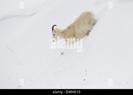 Dall ovini ovis dalli ritratto in inverno a Atigun Pass, Dalton Highway, Alaska nel mese di ottobre. Foto Stock