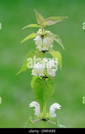 Ortica bianca o bianco morti di ortica Lamium (album), Nord Reno-Westfalia, Germania Foto Stock