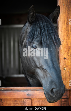 Colpo alla testa di un cavallo nero a guardare fuori dalla finestra stabile Foto Stock