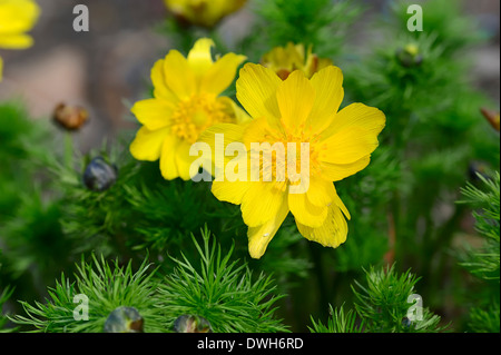 Giallo Fagiano's Eye, Molla Fagiano's Eye o veratro nero (Adonis vernalis) Foto Stock