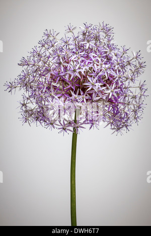 Rosa e viola fioritura di fiori di cipolla in testa su sfondo bianco Foto Stock