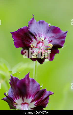 Dusky Cranesbill, Dusky Crane's-bill o Dusky lutto vedova (Geranio phaeum) Foto Stock