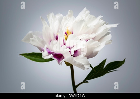 Studio closeup shot di uno bianco e viola peonia fiore su sfondo grigio Foto Stock