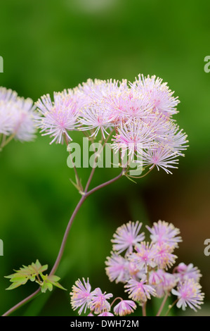 Columbine Meadow Rue, maggiore Meadow Rue o prato francese Rue (Thalictrum aquilegiifolium), Baviera, Germania Foto Stock