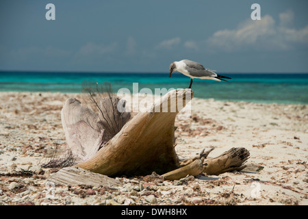 Belize, il Mare dei Caraibi, Stann Creek quartiere nei pressi di Plasencia. Ridendo Bird Caye parco nazionale situato sul Belize Barriera Corallina. Foto Stock